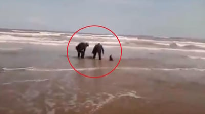 Policías ayudan a delfín varado en playa de Tamaulipas a volver al mar