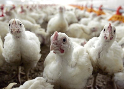 Sin gripe aviar en Durango, pero sigue la cuarentena