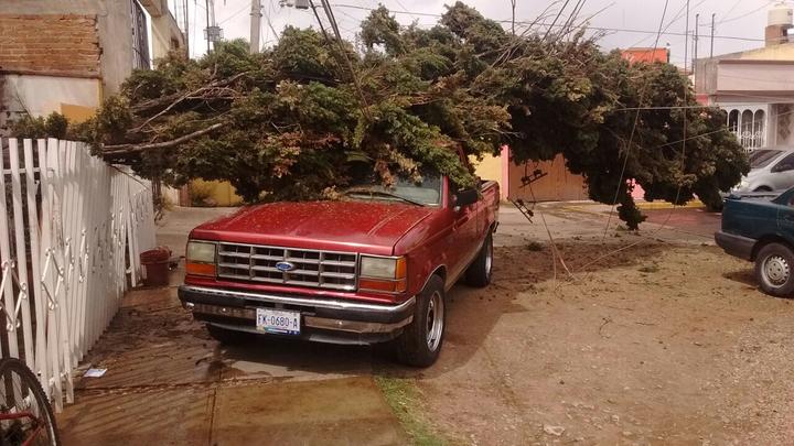Viento tumba árbol y causa daños en fraccionamiento Guadalupe - El Siglo Durango