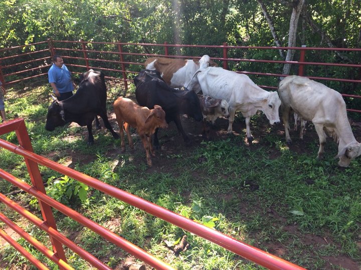 Muere ganado por flaco pero no los dejan venderlo