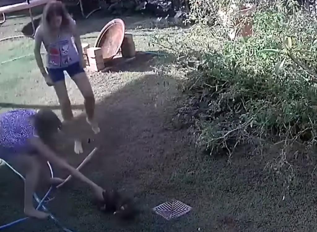 Mujer lucha con una serpiente para salvar a su perro