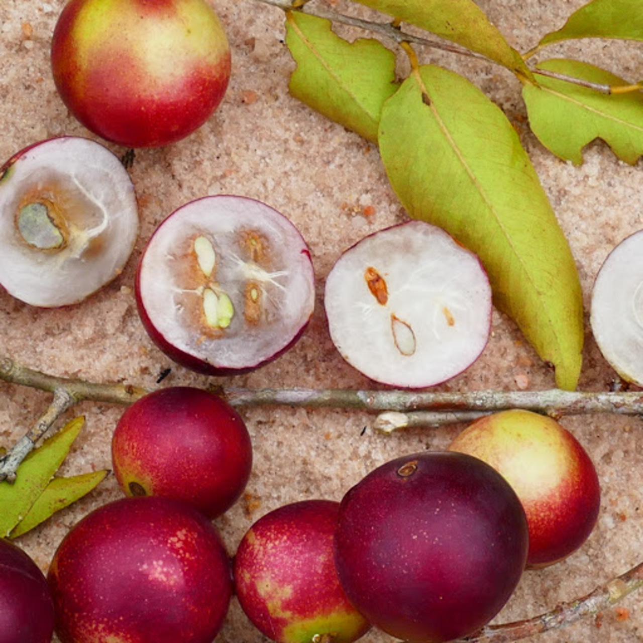 ¿Qué es el camu camu?