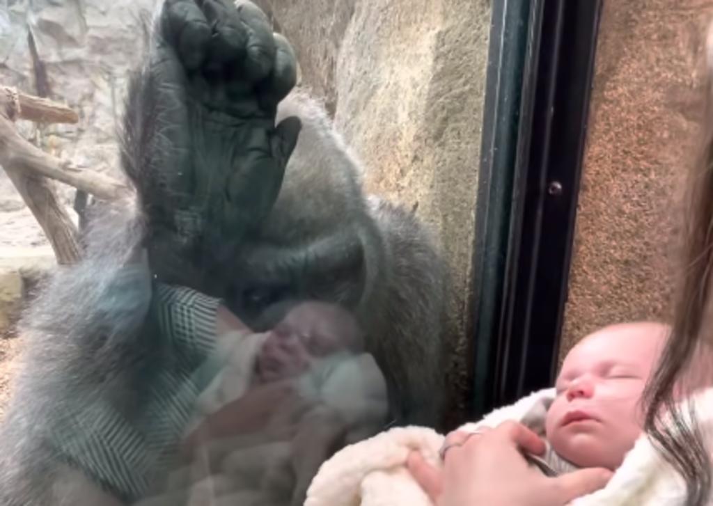 Gorila Se Encarina Con Bebe Recien Nacido En Un Zoologico Y Se Vuelve Viral