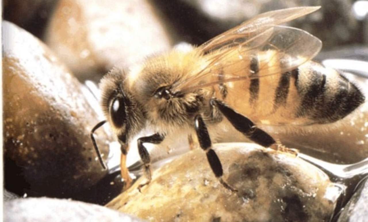 Primeras 9 toneladas de miel del año Primeras 9 toneladas de miel del año