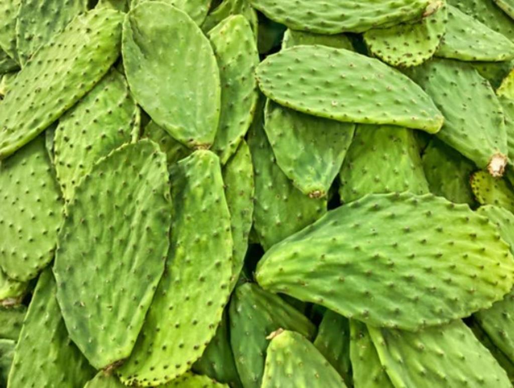 Conoce las cinco principales propiedades del nopal - Vimarsana News