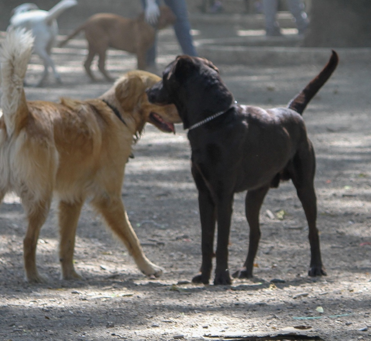 Reportan 41 mordidos por perros a la semana - Vimarsana News
