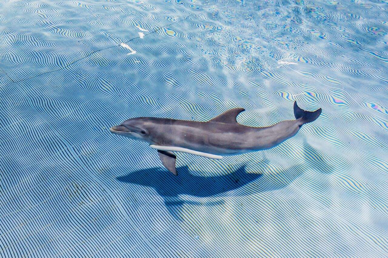 Hembras de los delfines tienen un clítoris funcional