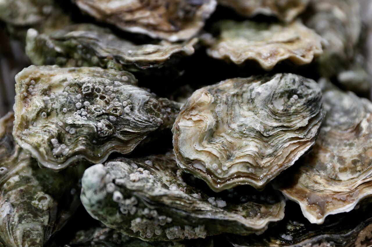 Los pueblos indígenas consumieron ostras durante siglos de forma sostenible