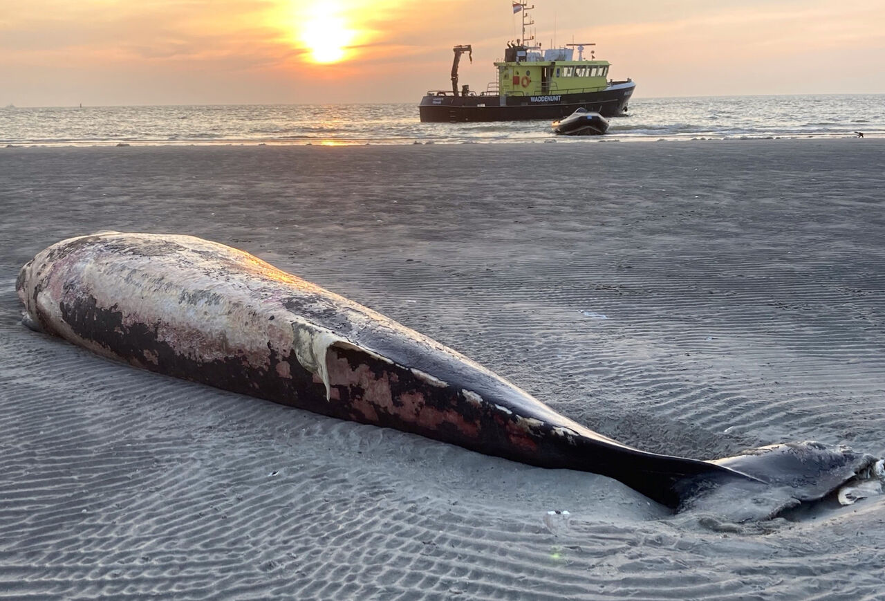 ¿Una ballena varada? Abandonar el cadáver puede ser bueno para el ecosistema