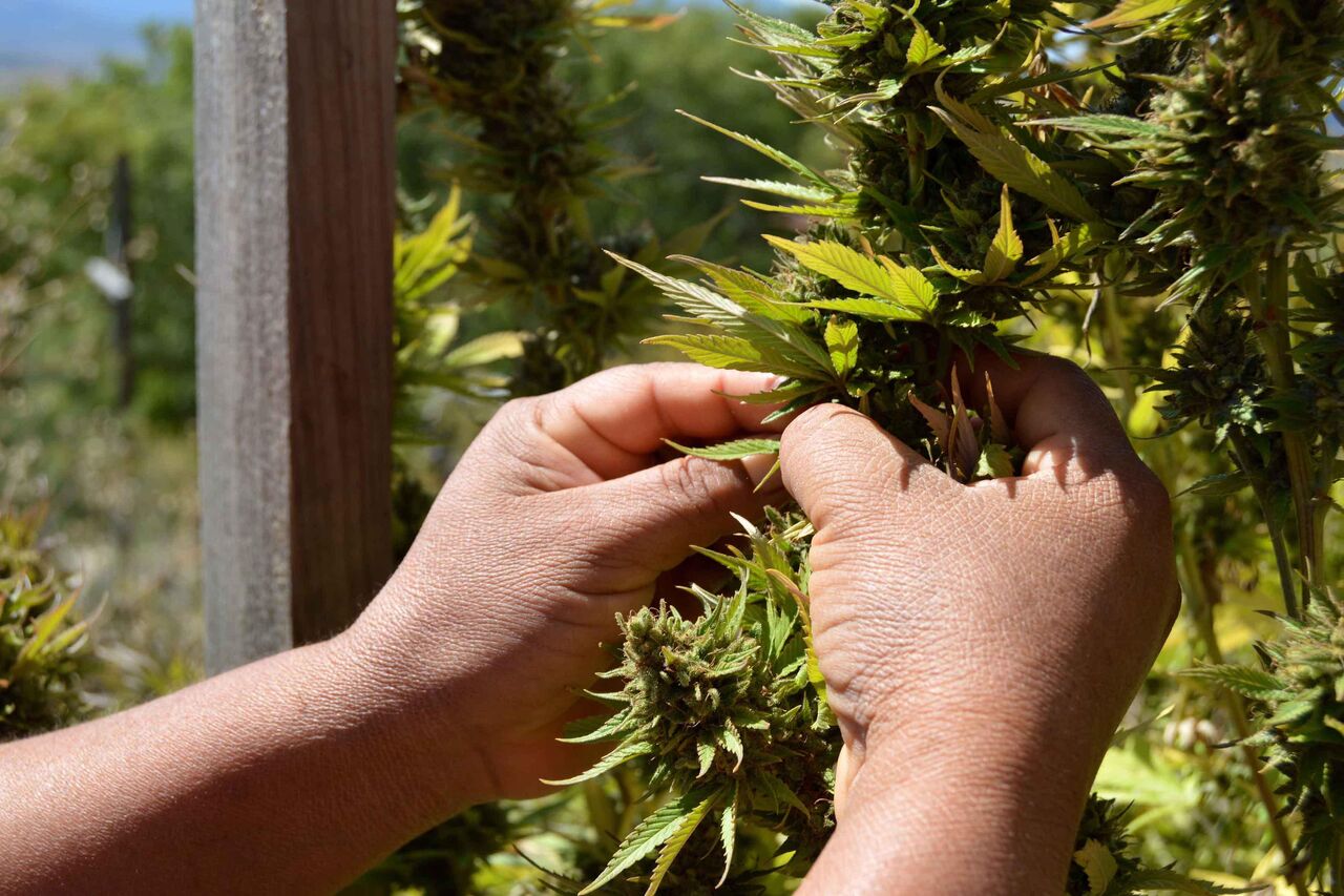 Suprema Corte declara inconstitucional penalizar posesión de más de 5 gramos de marihuana