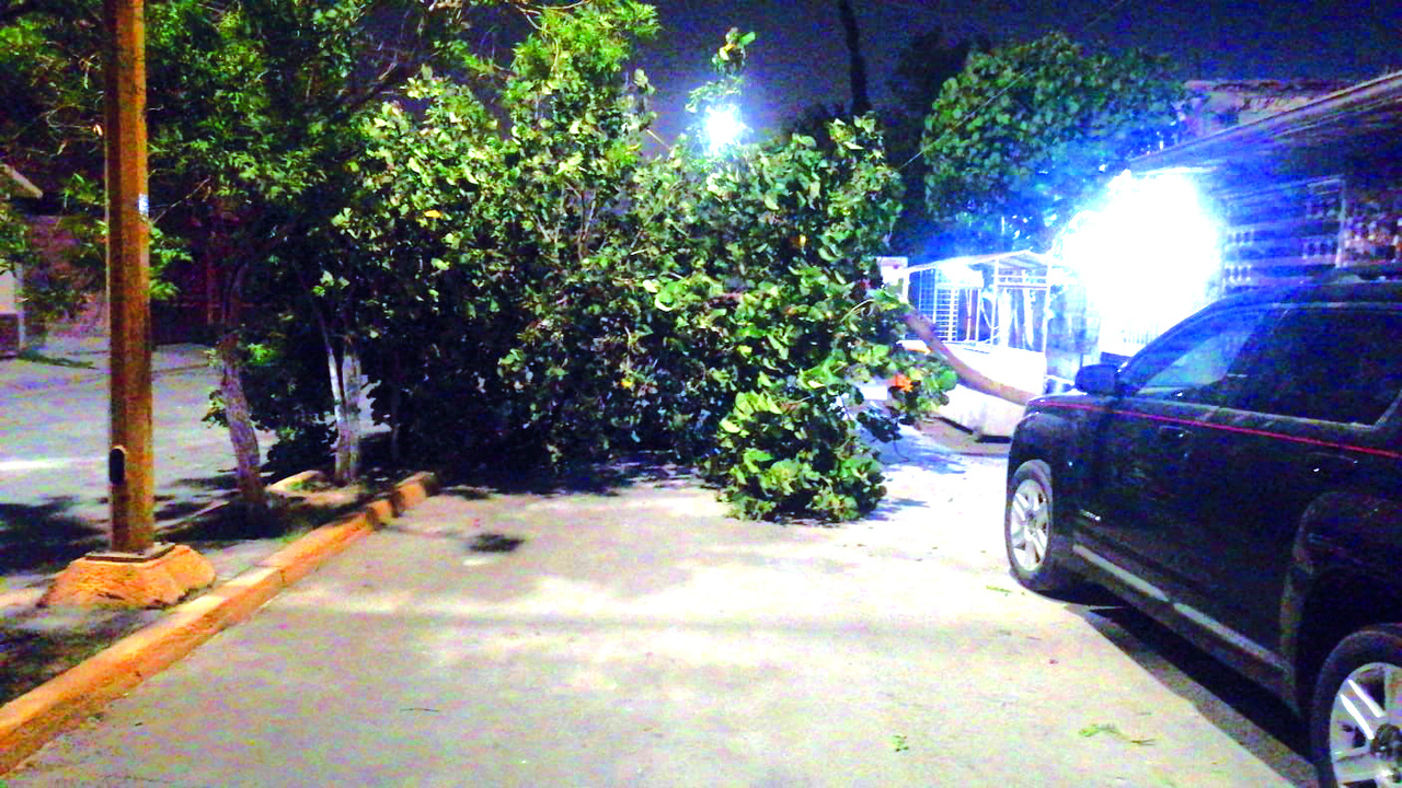 Tolvanera en Gómez Palacio deja cinco árboles caídos