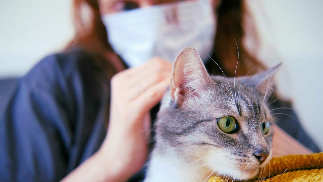 Detectan posible caso de COVID-19 transmitido de un gato a un humano 